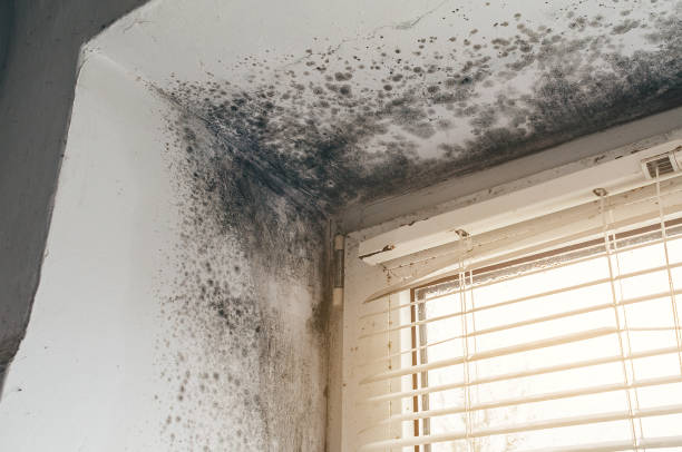 Affordable Attic Mold Remediation solutions in Knoxville, MD
